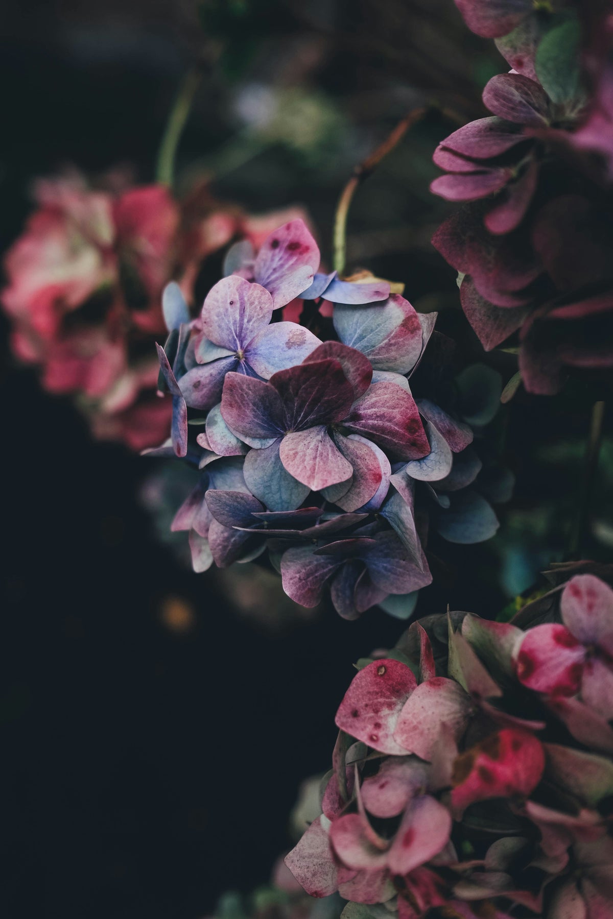 Botanical